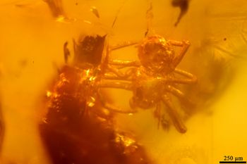Media type: image;   Entomology PALE-26868